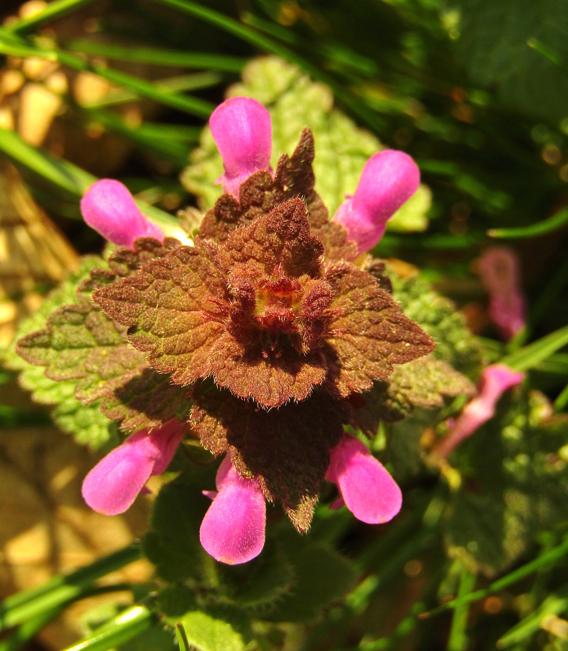 dead nettle  weed  meadow free photo