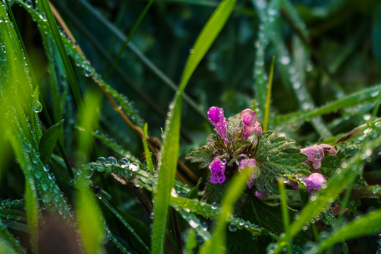 dead nettle  dew  grass free photo