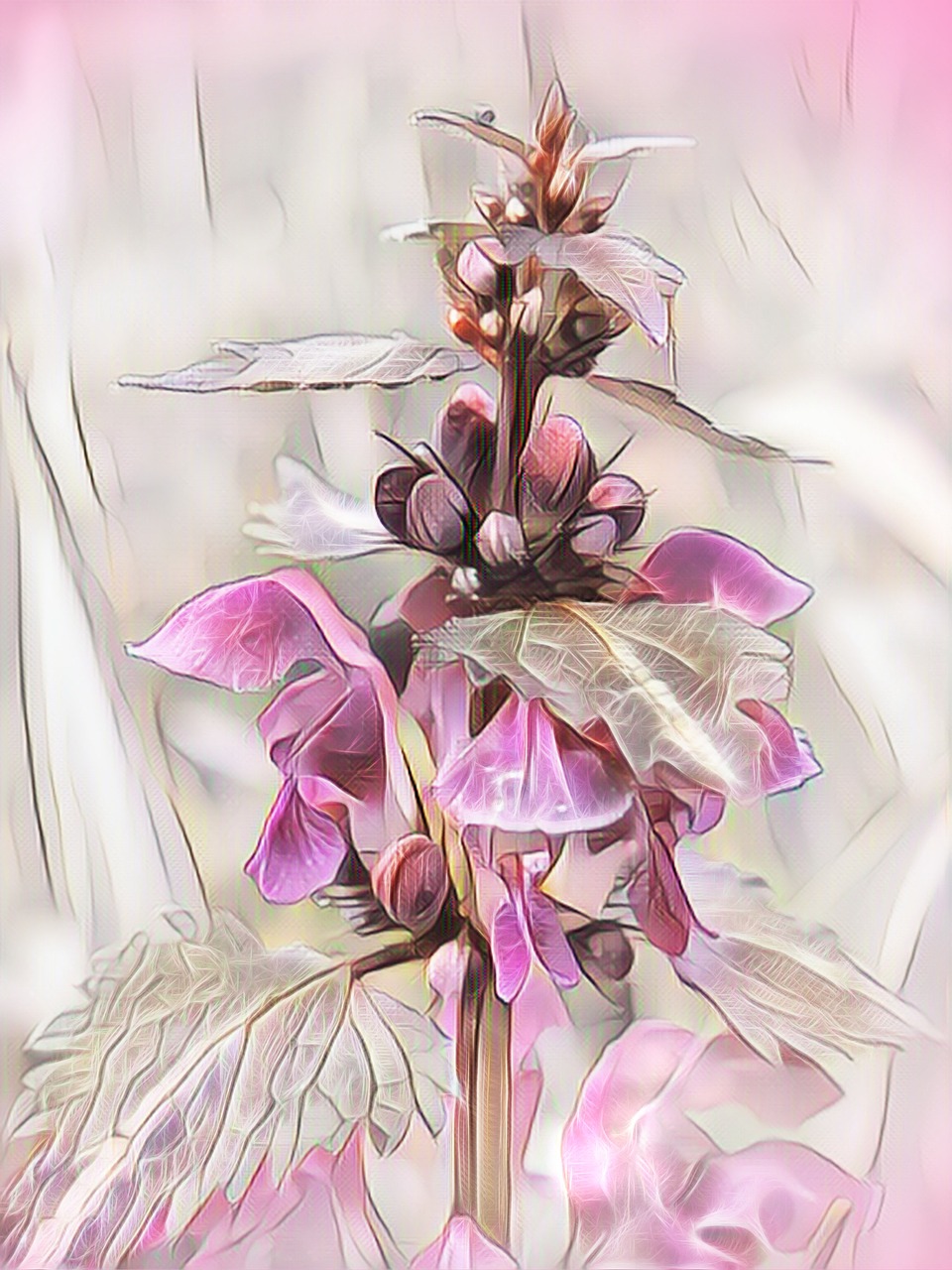 dead nettle  digital painting  plant free photo