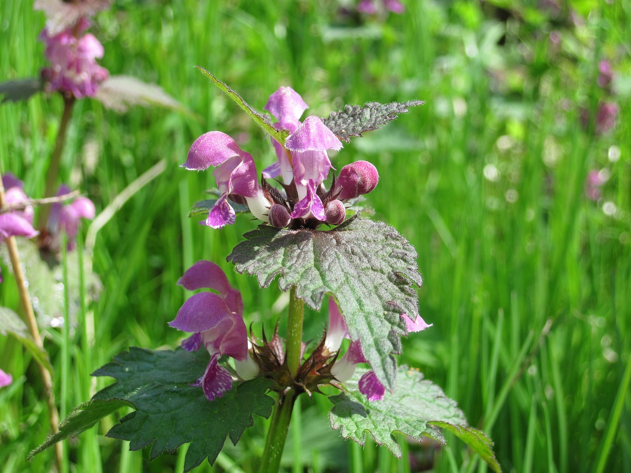 dead nettle plant flowers free photo