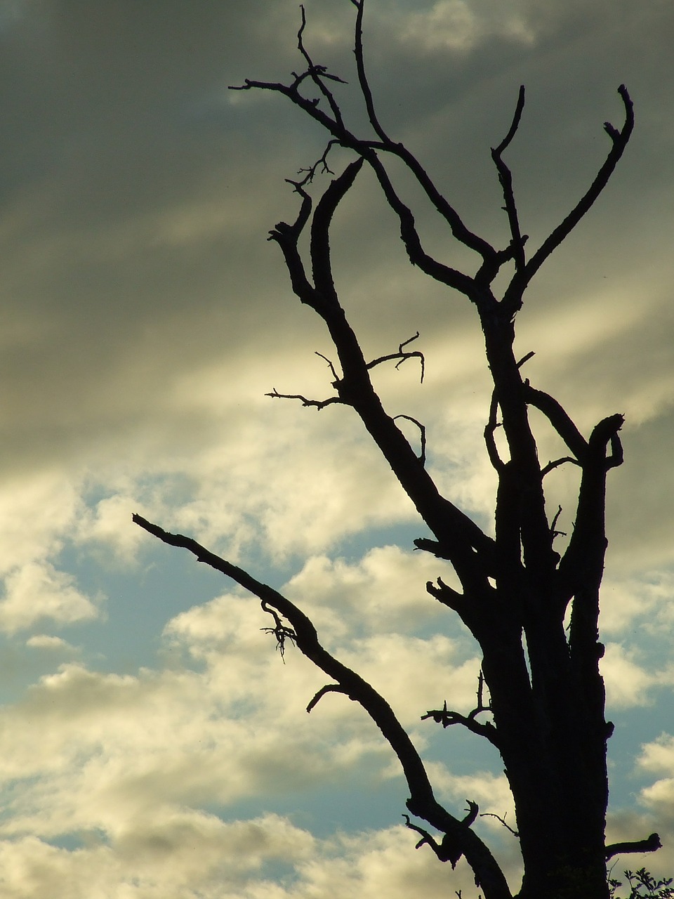 dead plant tree tree framework free photo