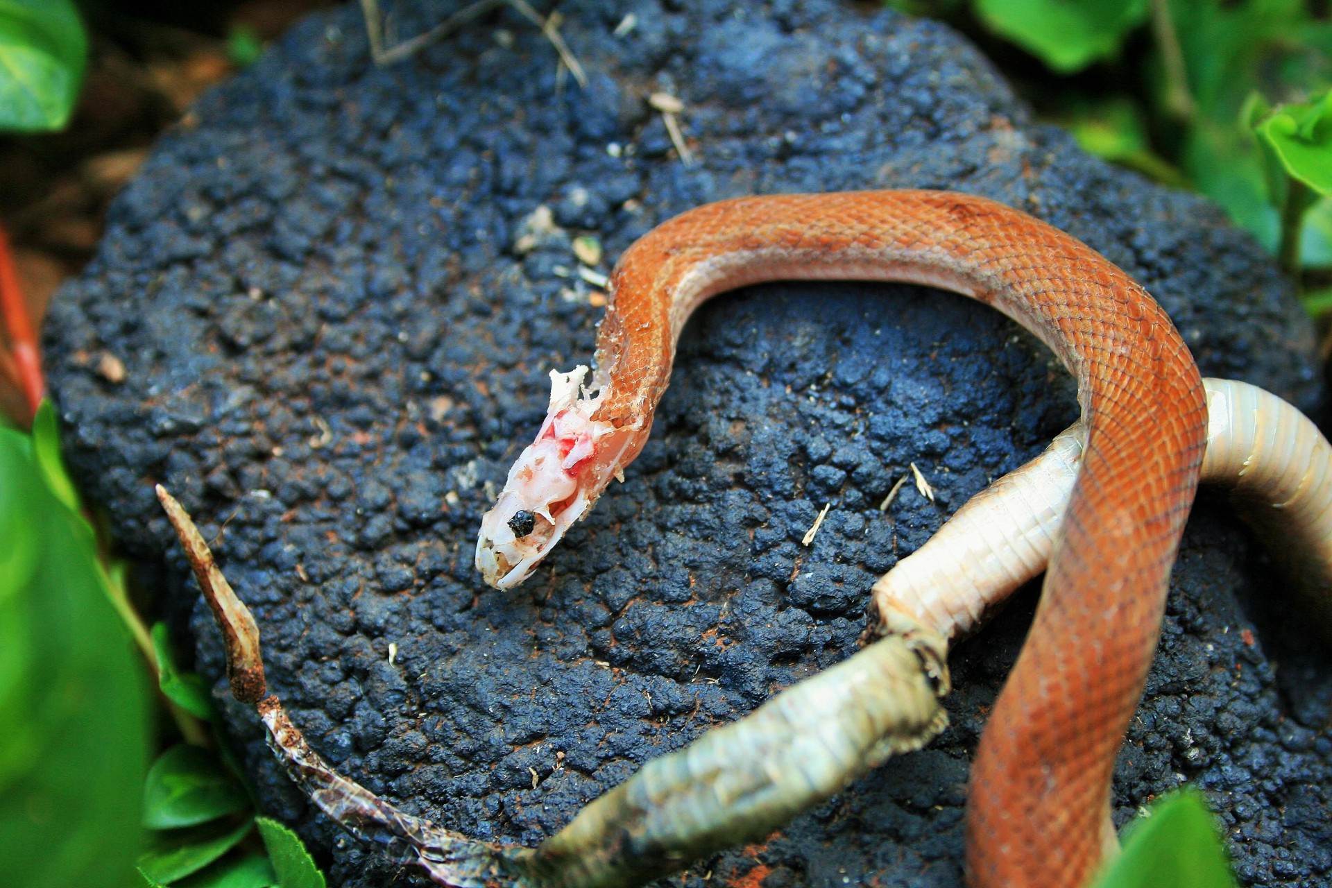snake dead eaten free photo