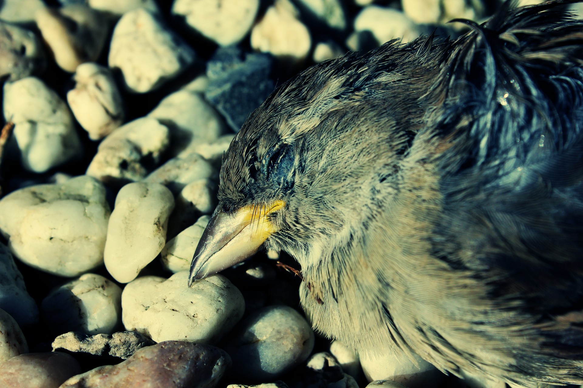 dead sparrow sparrow bird free photo