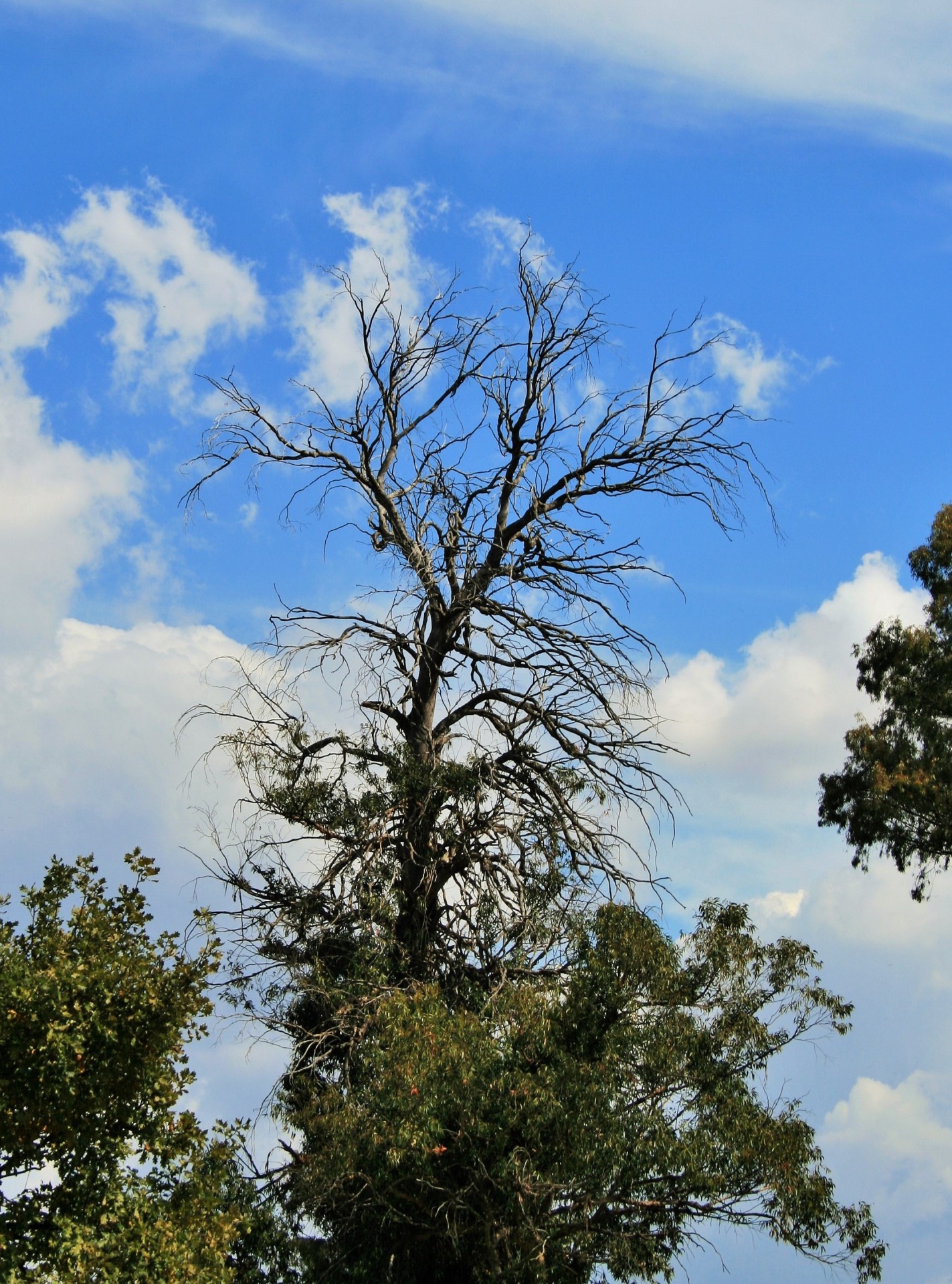 tree eucalyptus top free photo
