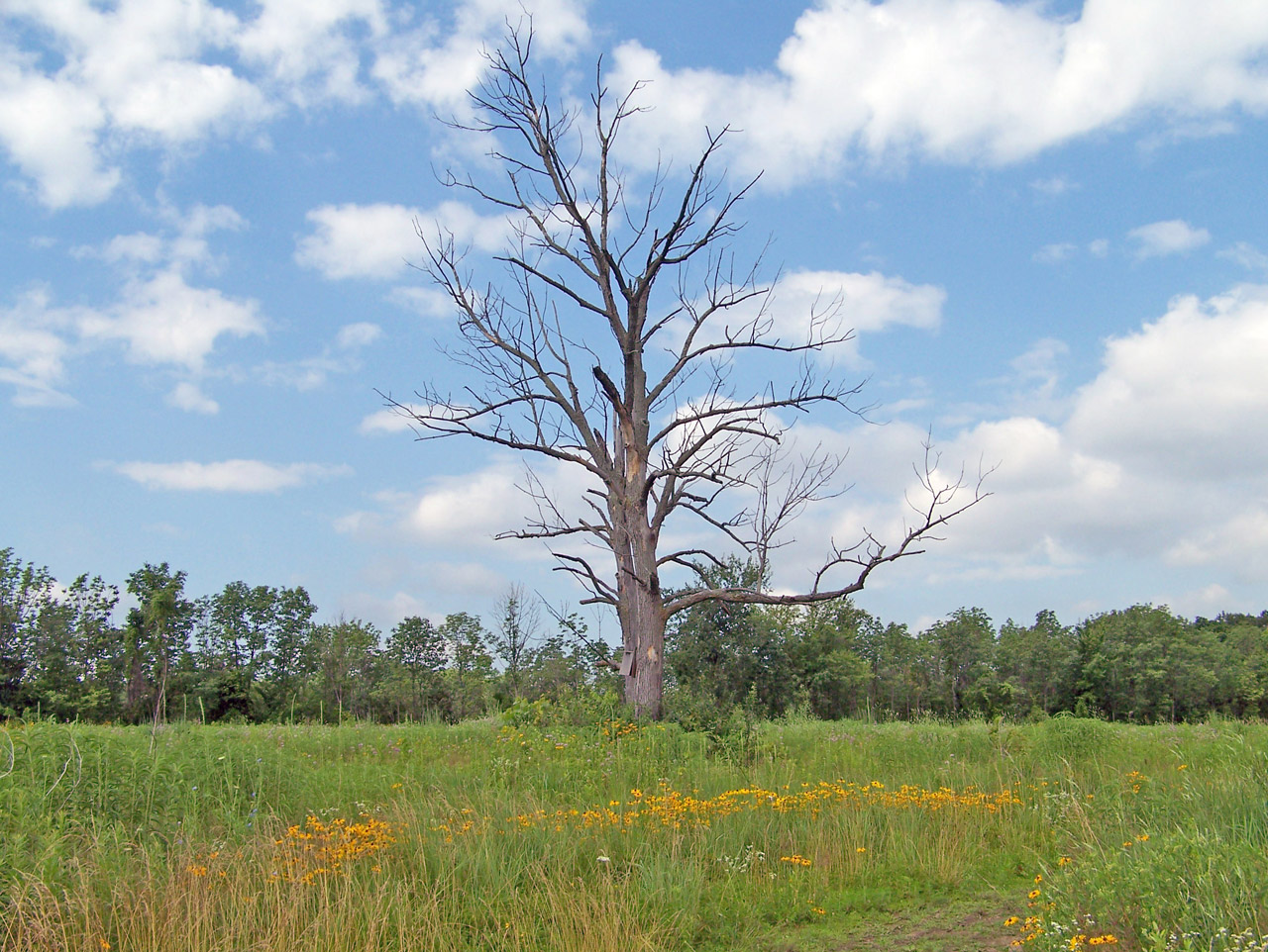 dead tree field free photo