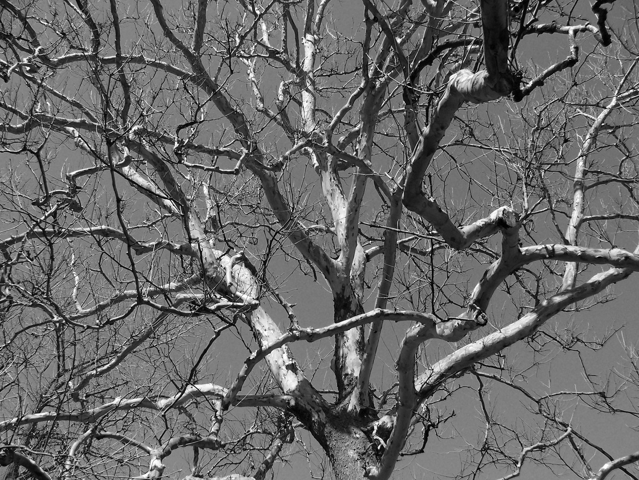 tree dead gnarled free photo