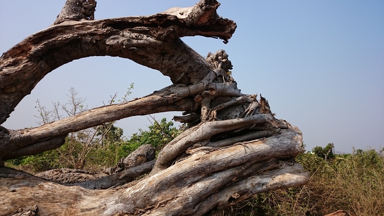 dead tree fallen tree tragedy free photo