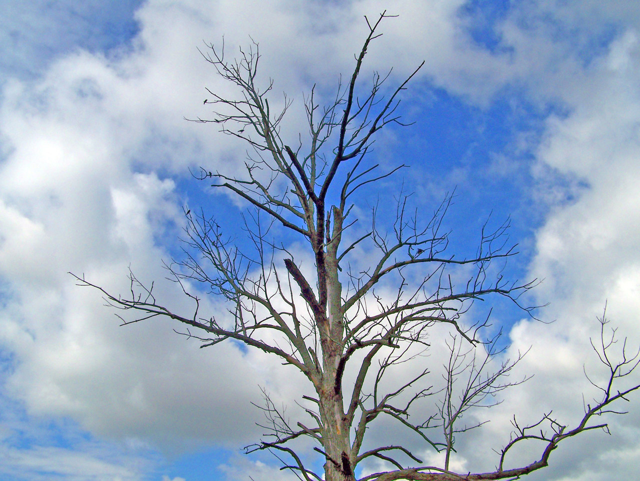 dead tree sky free photo