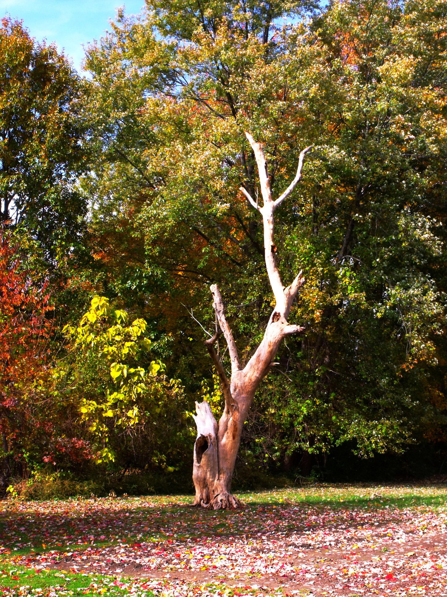 tree dead old free photo