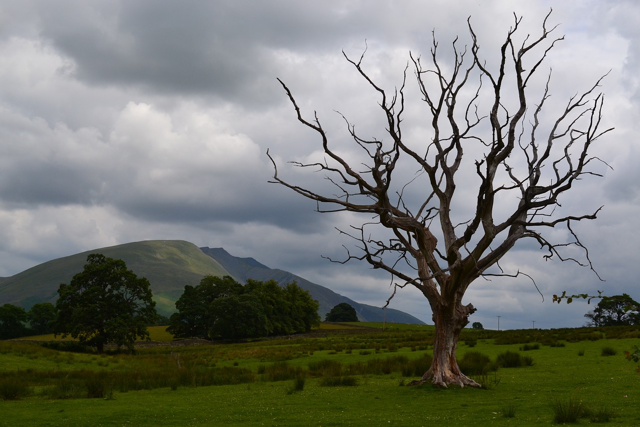 dead tree stormy sky mountain free photo