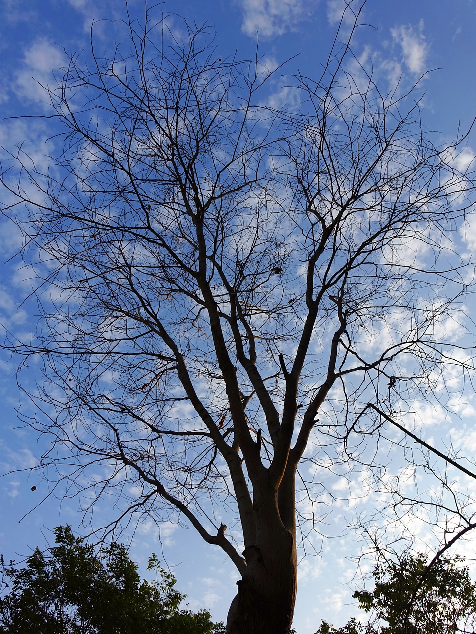 dead tree spring sunny days free photo