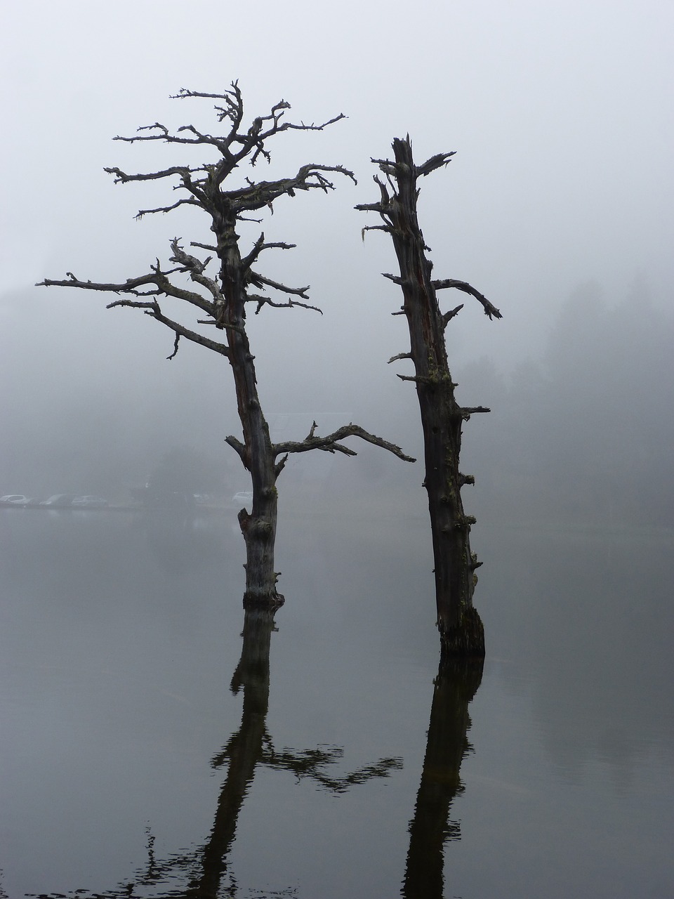 dead tree stump reflection free photo