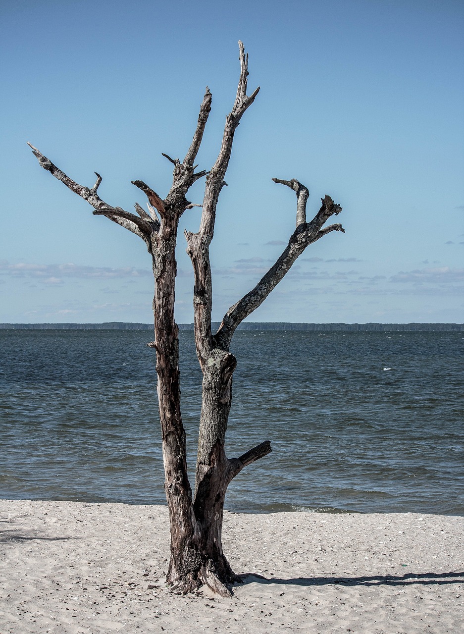 dead tree seascape landscape free photo