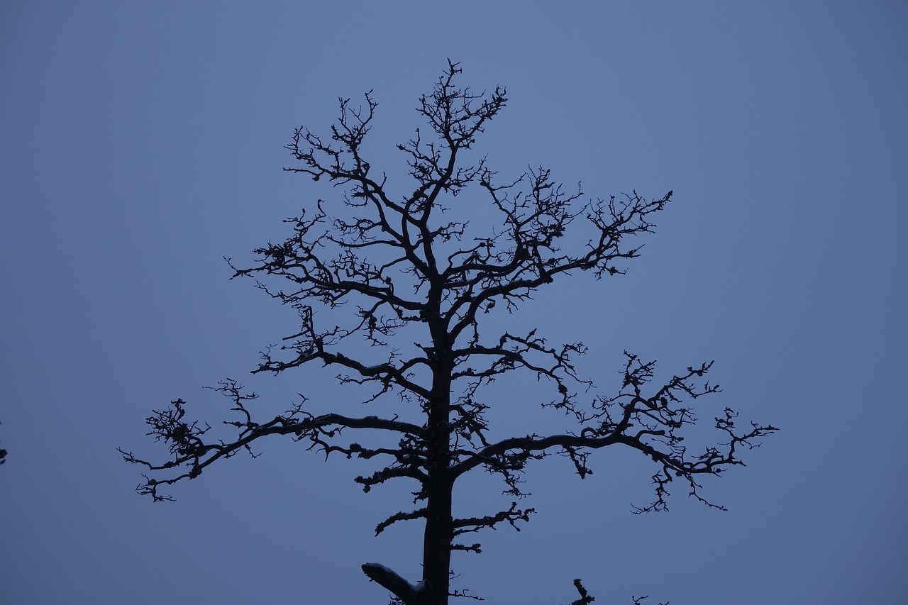 dead tree tree trunk free photo