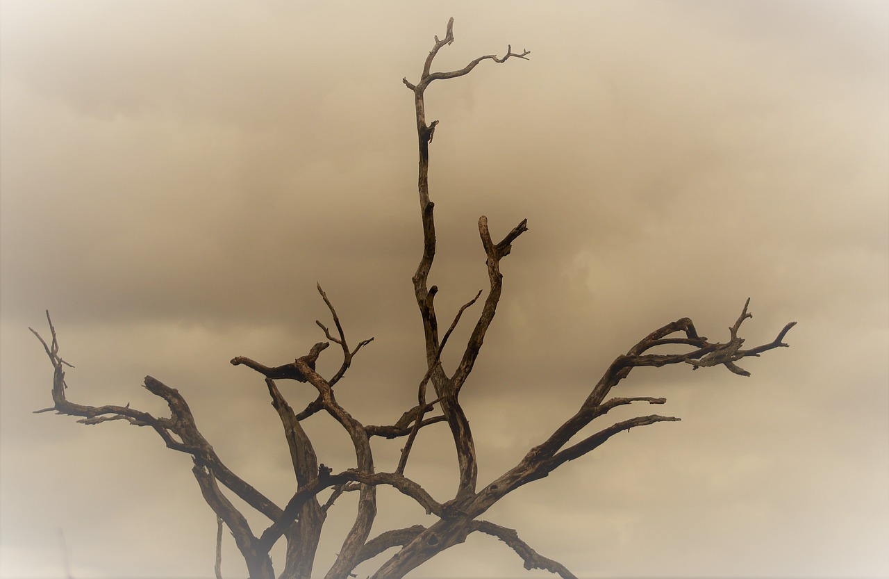 dead tree  dust wind  savannah free photo