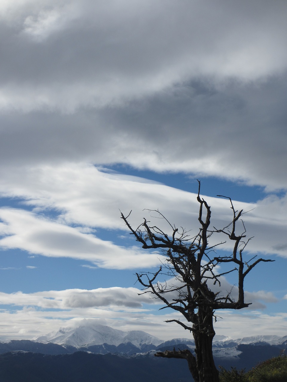 dead tree  pyrénées  mountain free photo