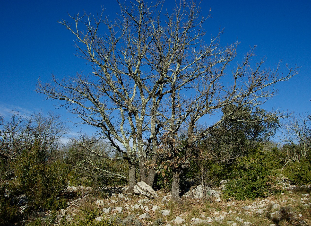 dead tree oak scrubland free photo