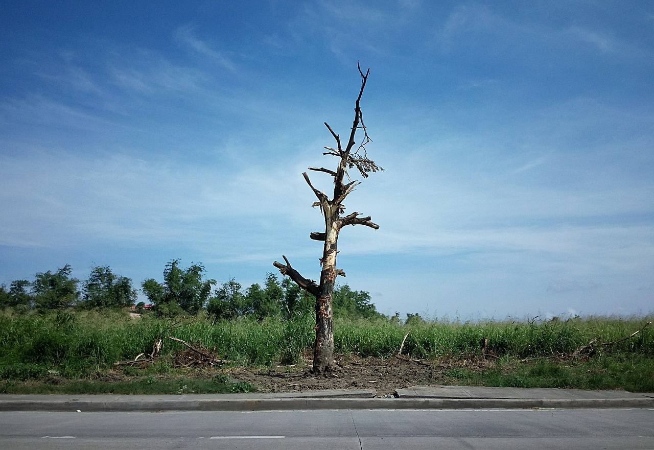 dead tree tree trunk no leaves free photo