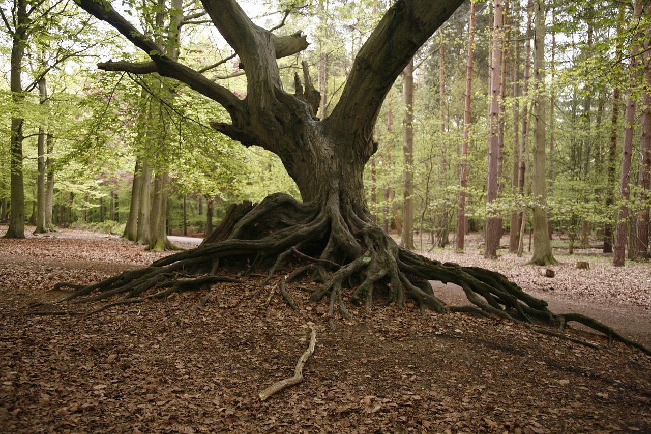 dead tree forest woodland free photo