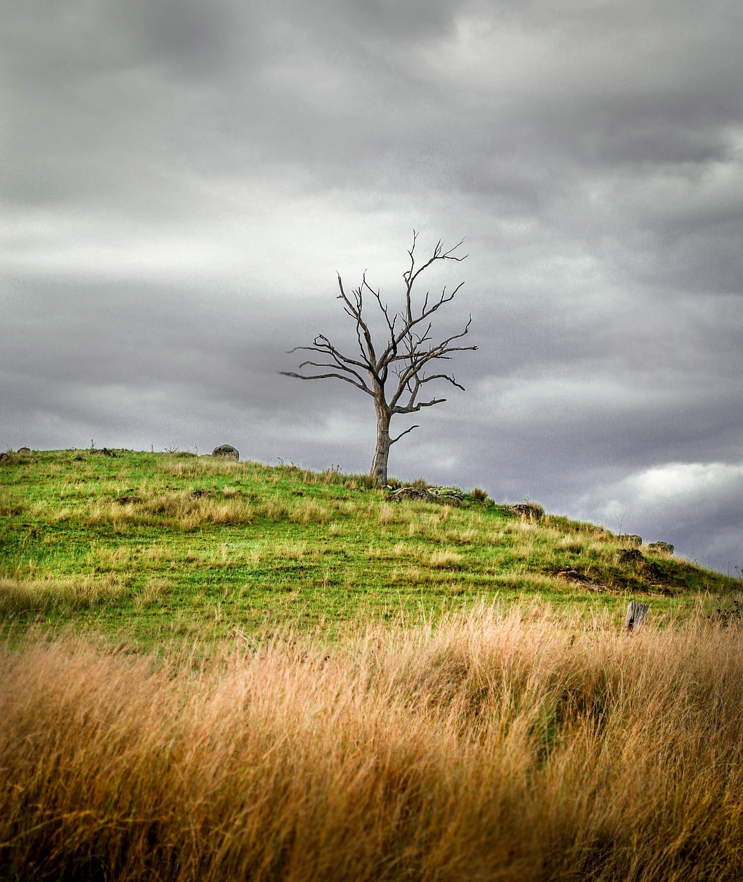 dead tree hill landscape free photo