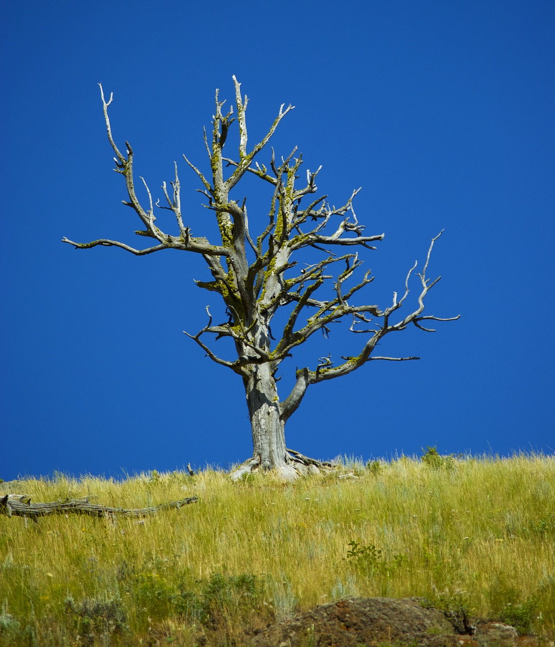 dead tree blue sky free photo