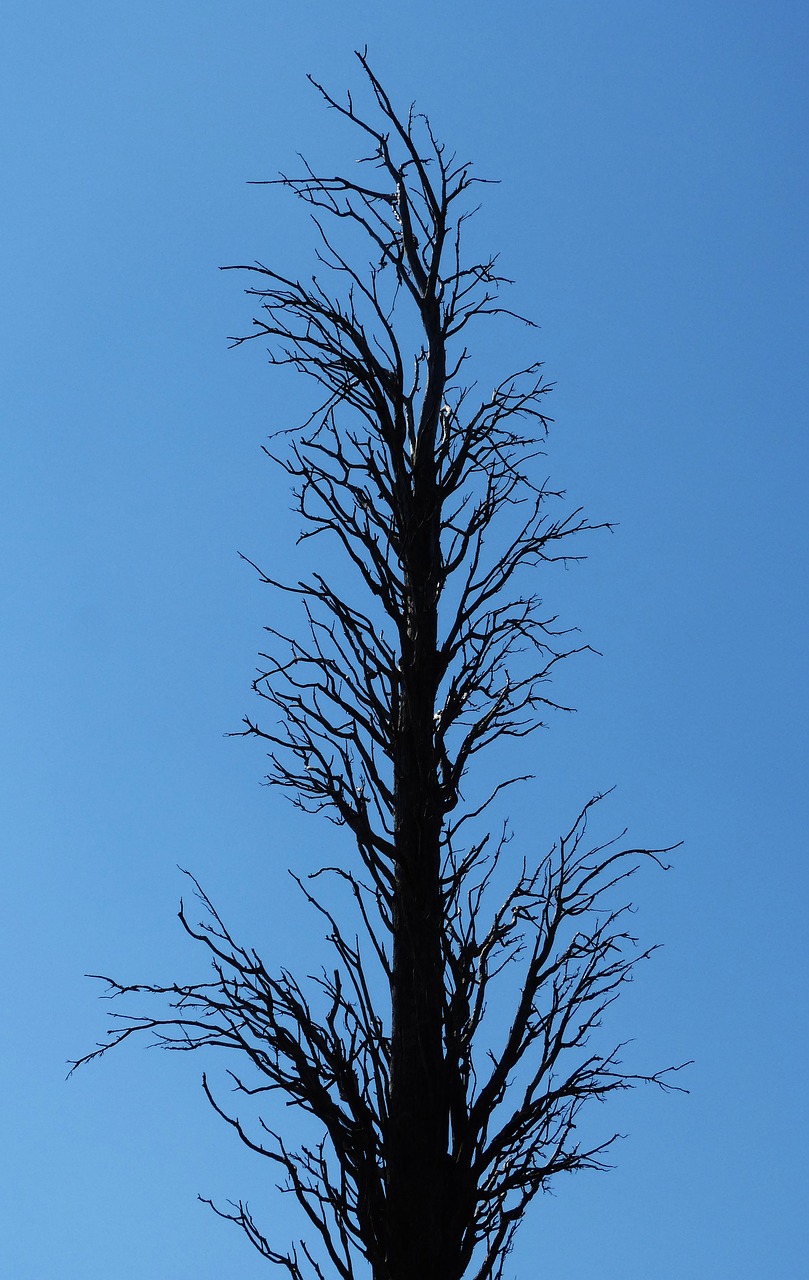 dead tree branches symbol free photo