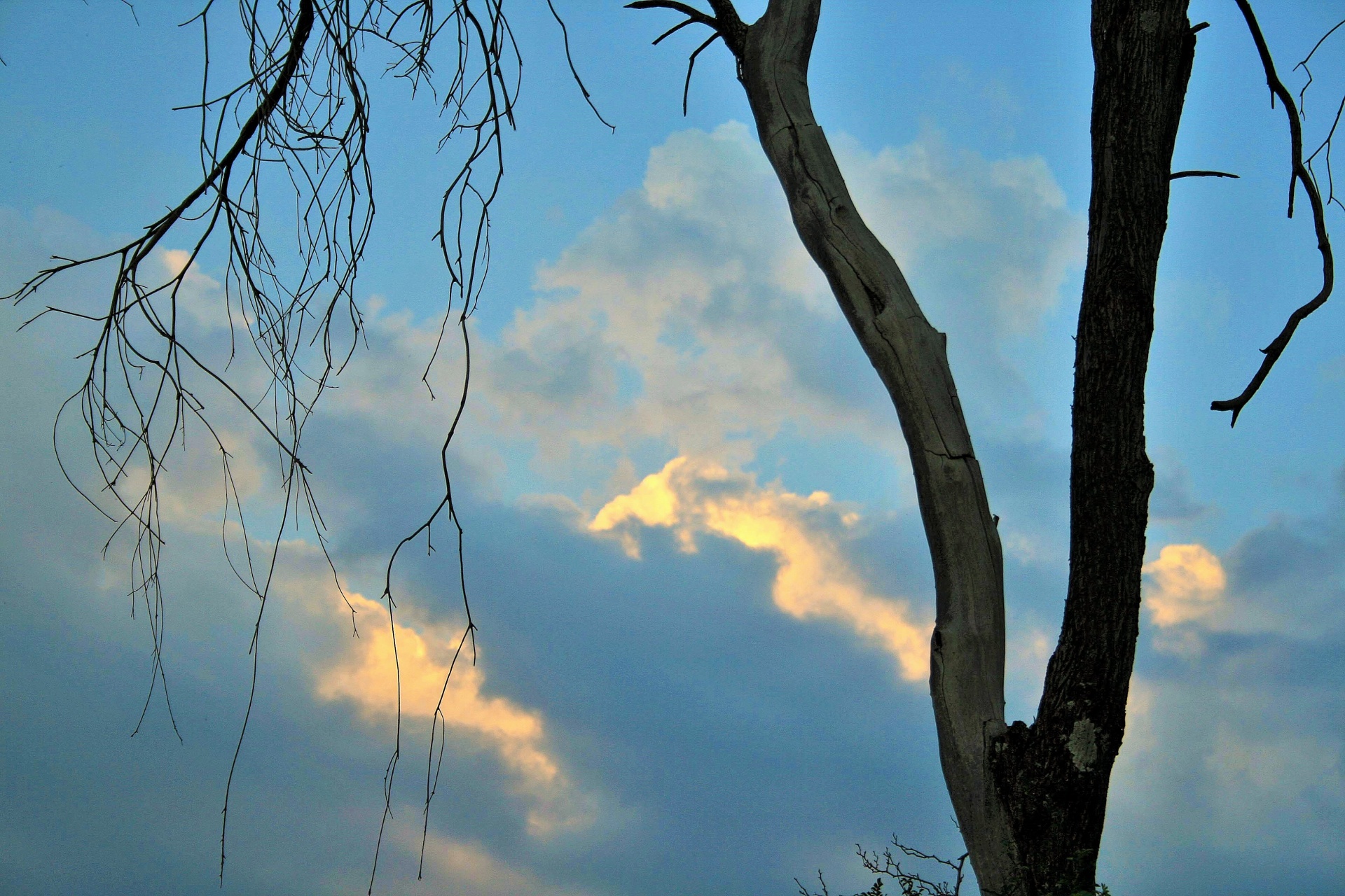 tree trunk dead free photo