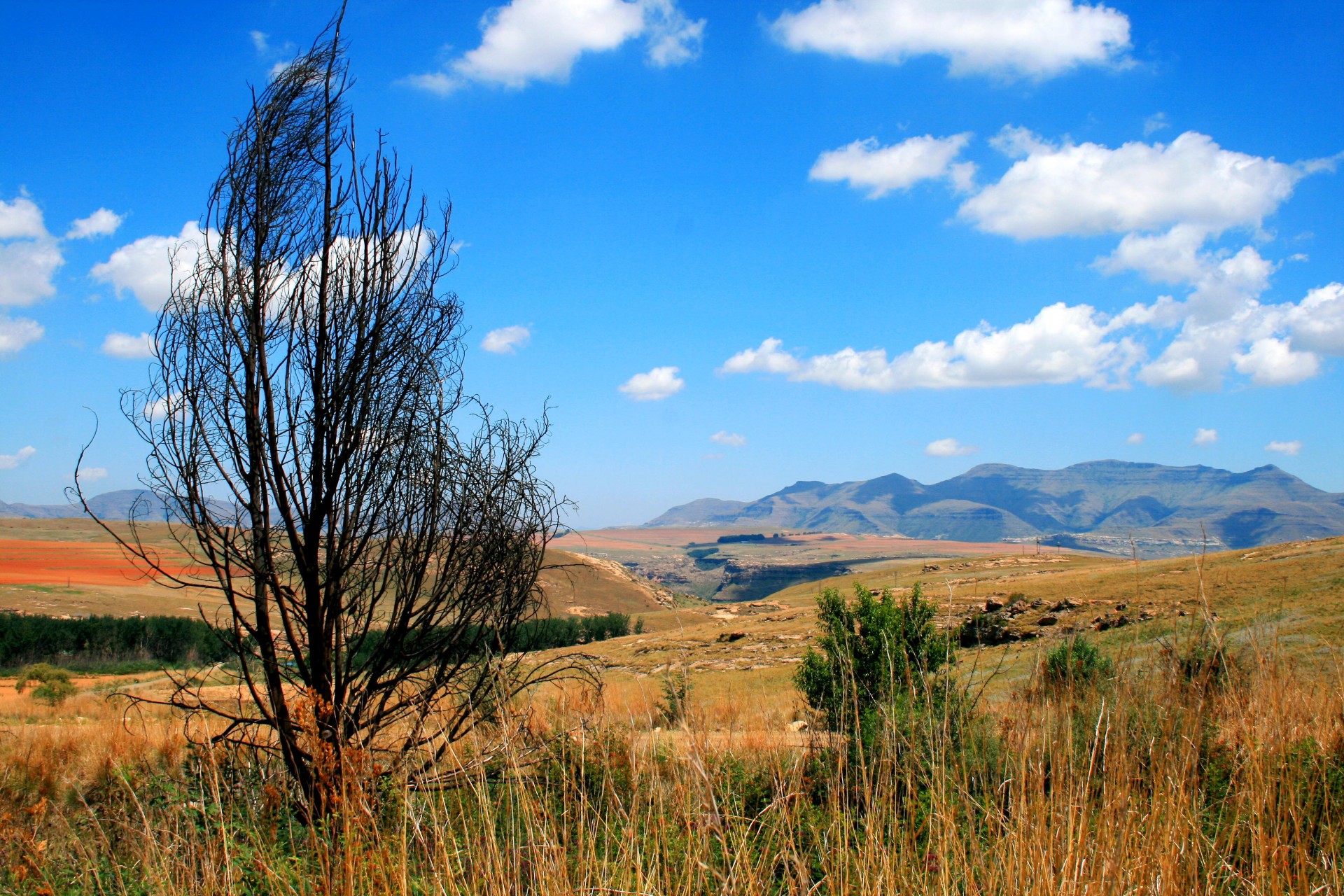 mountain landscape eastern free state dead tree and mountains free photo