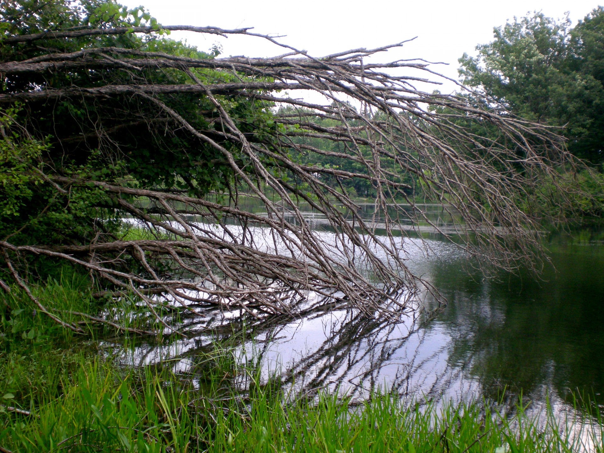 tree branches creek free photo