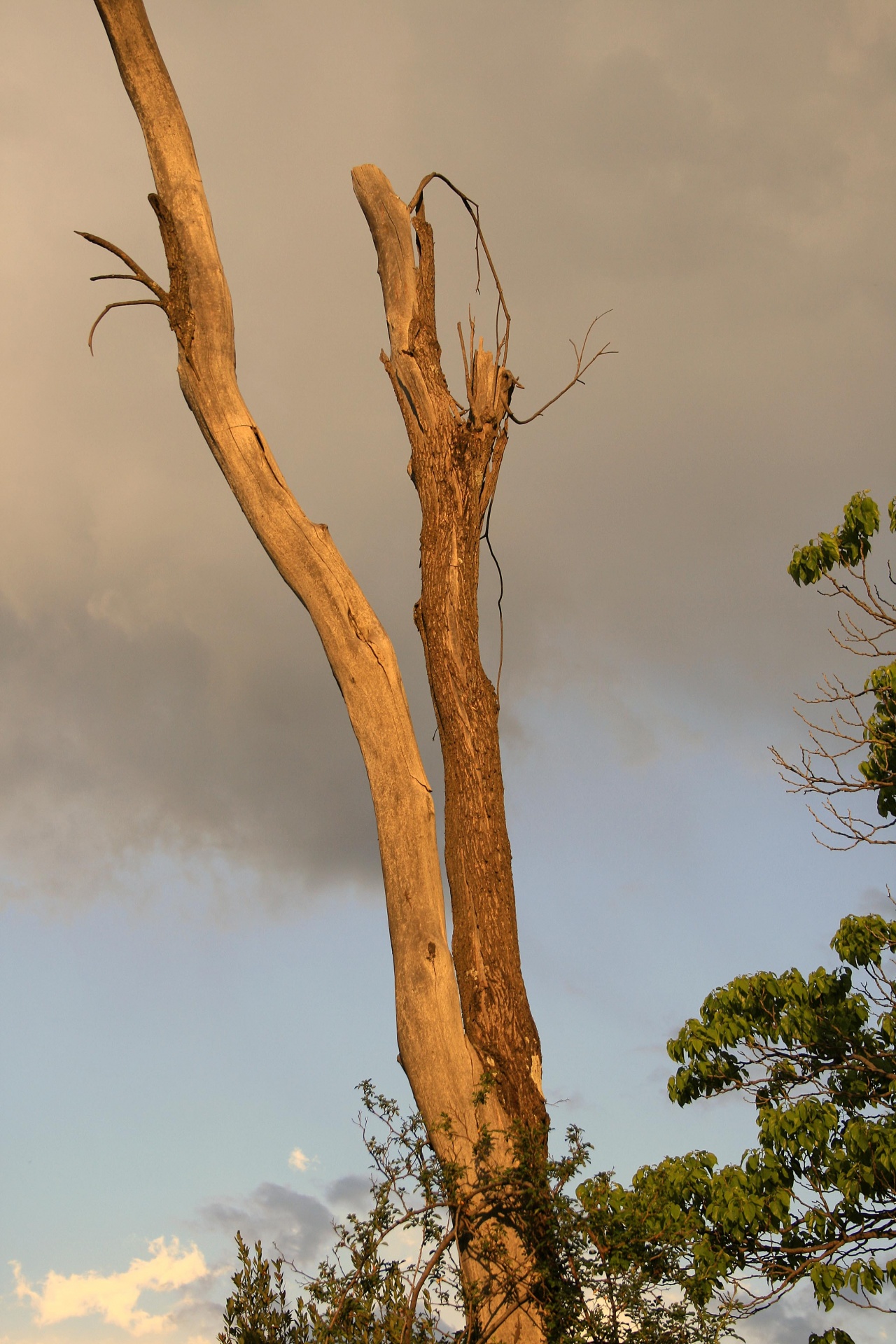 tree dry dead free photo