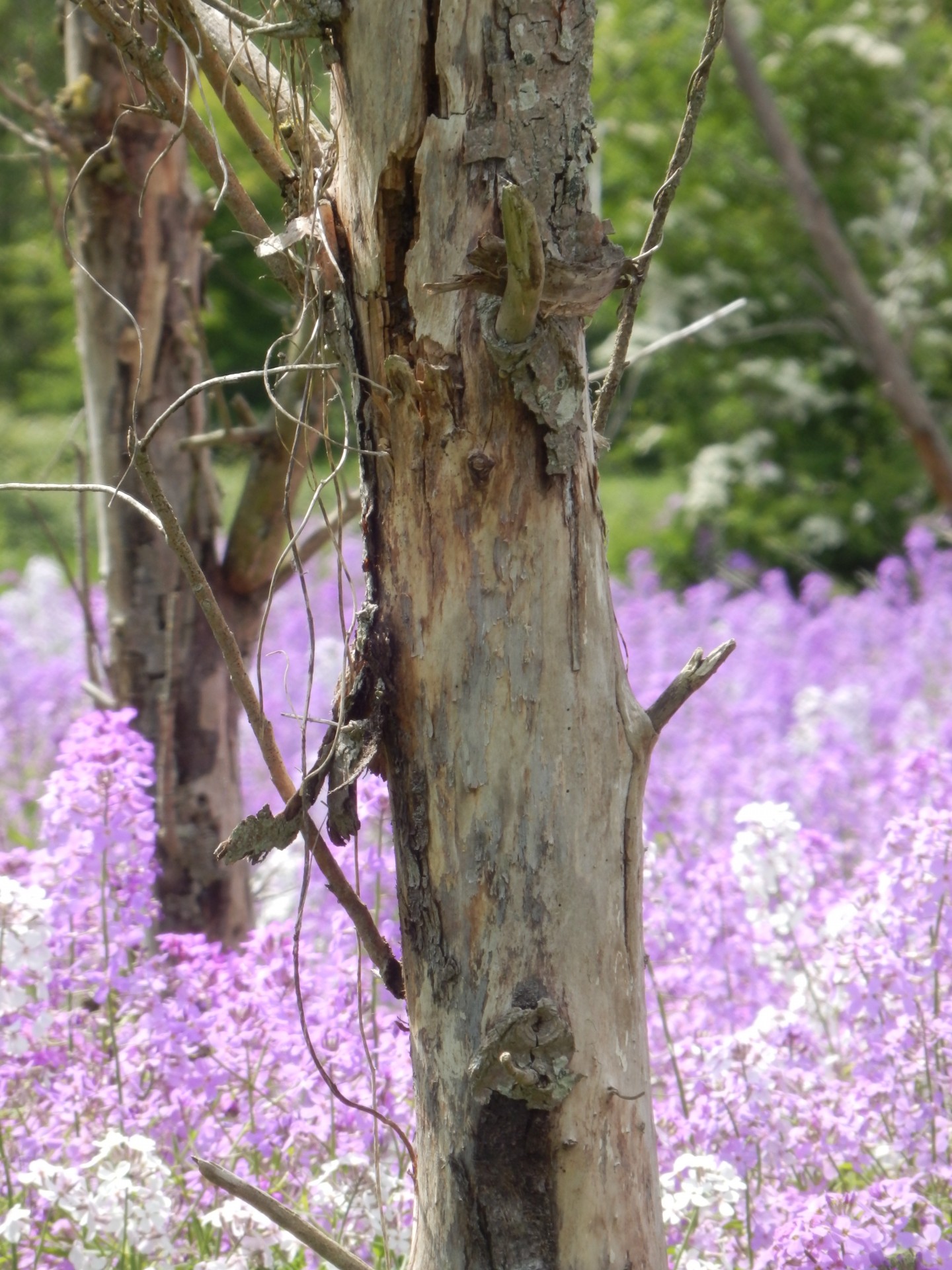 tree trunk lavender free photo