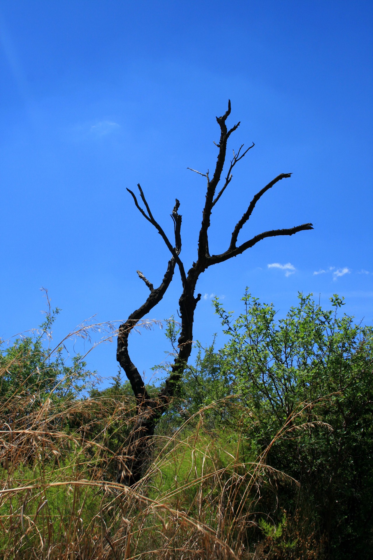 tree dry black free photo