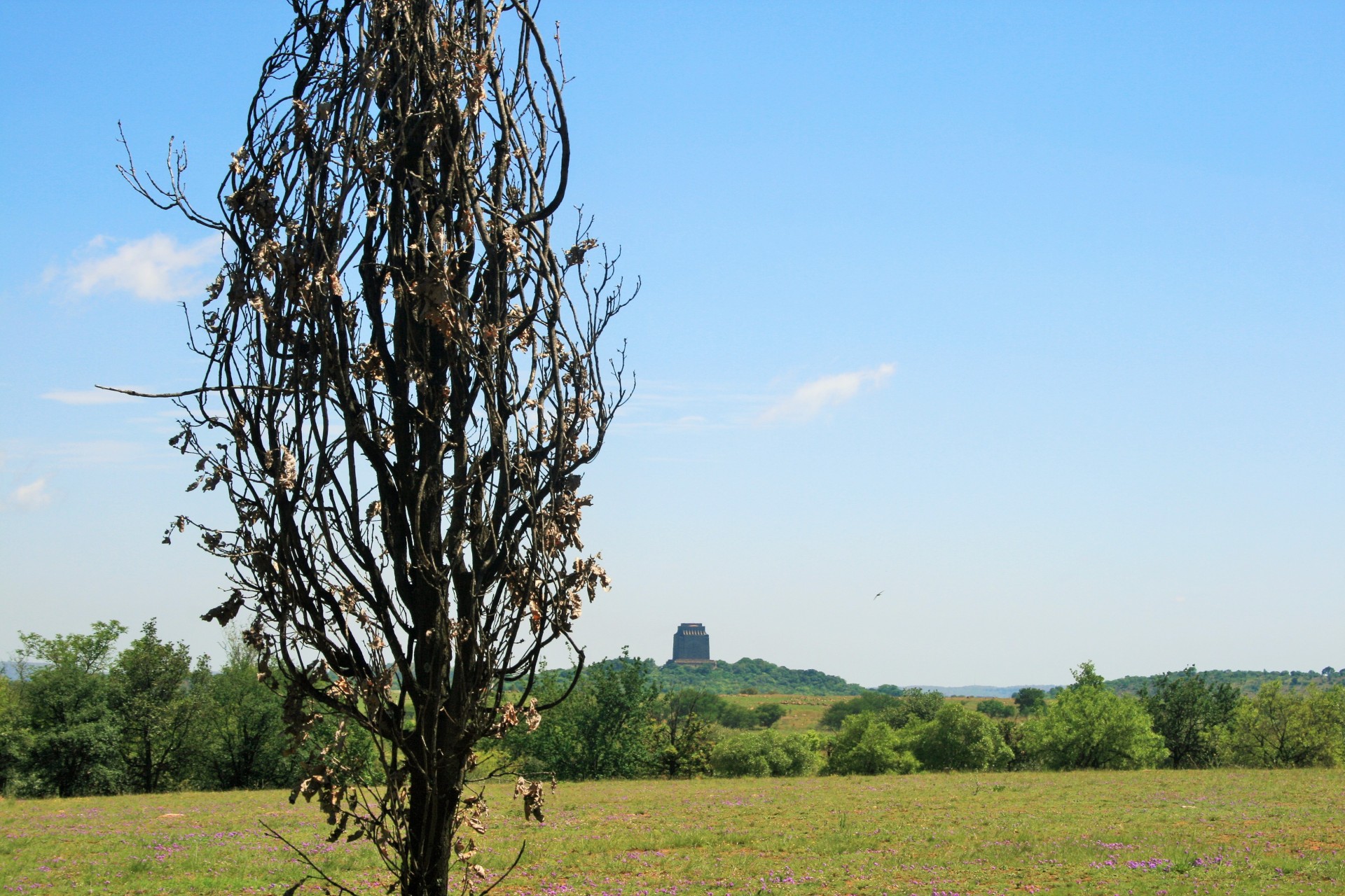 tree dead dry free photo