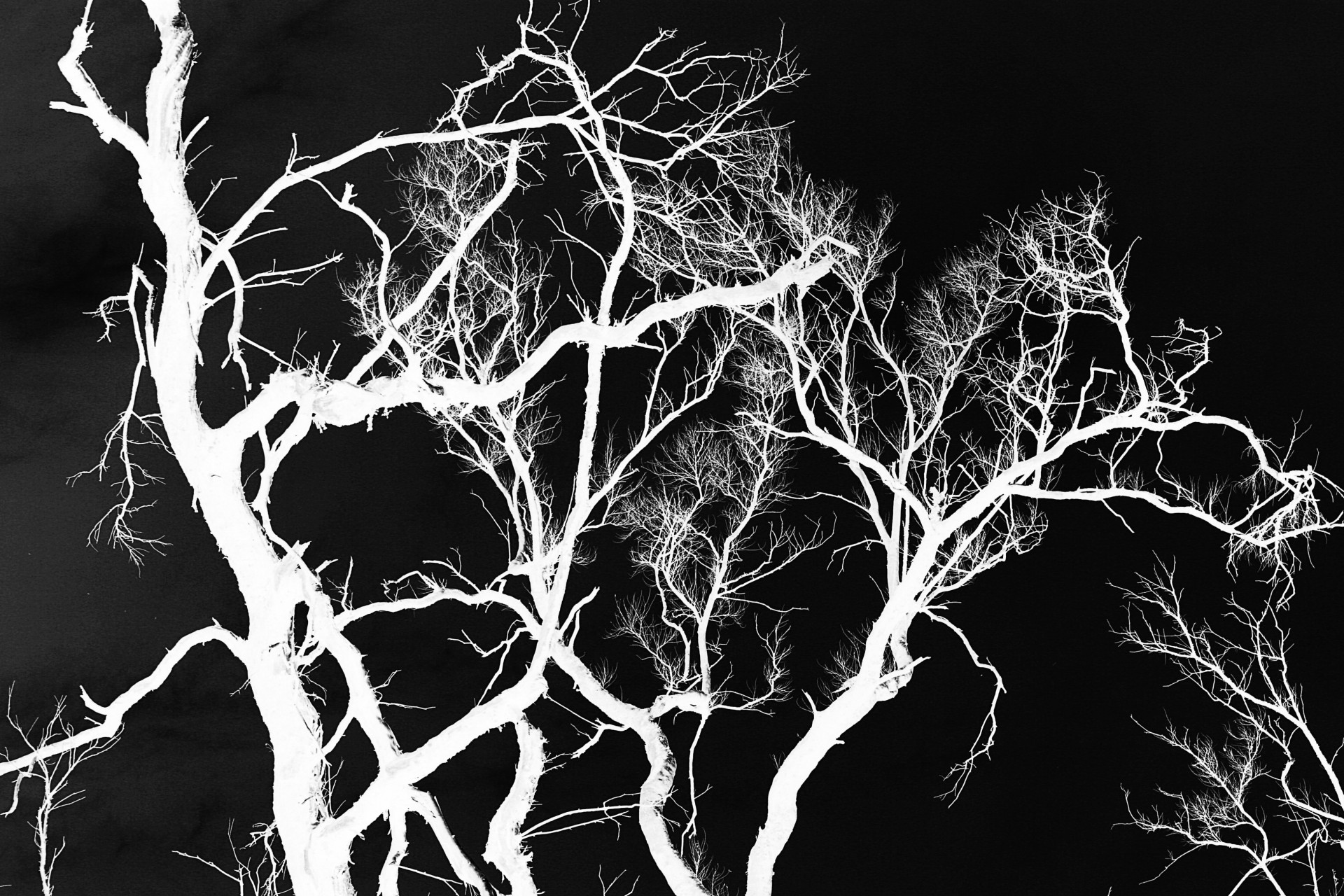 tree black white free photo