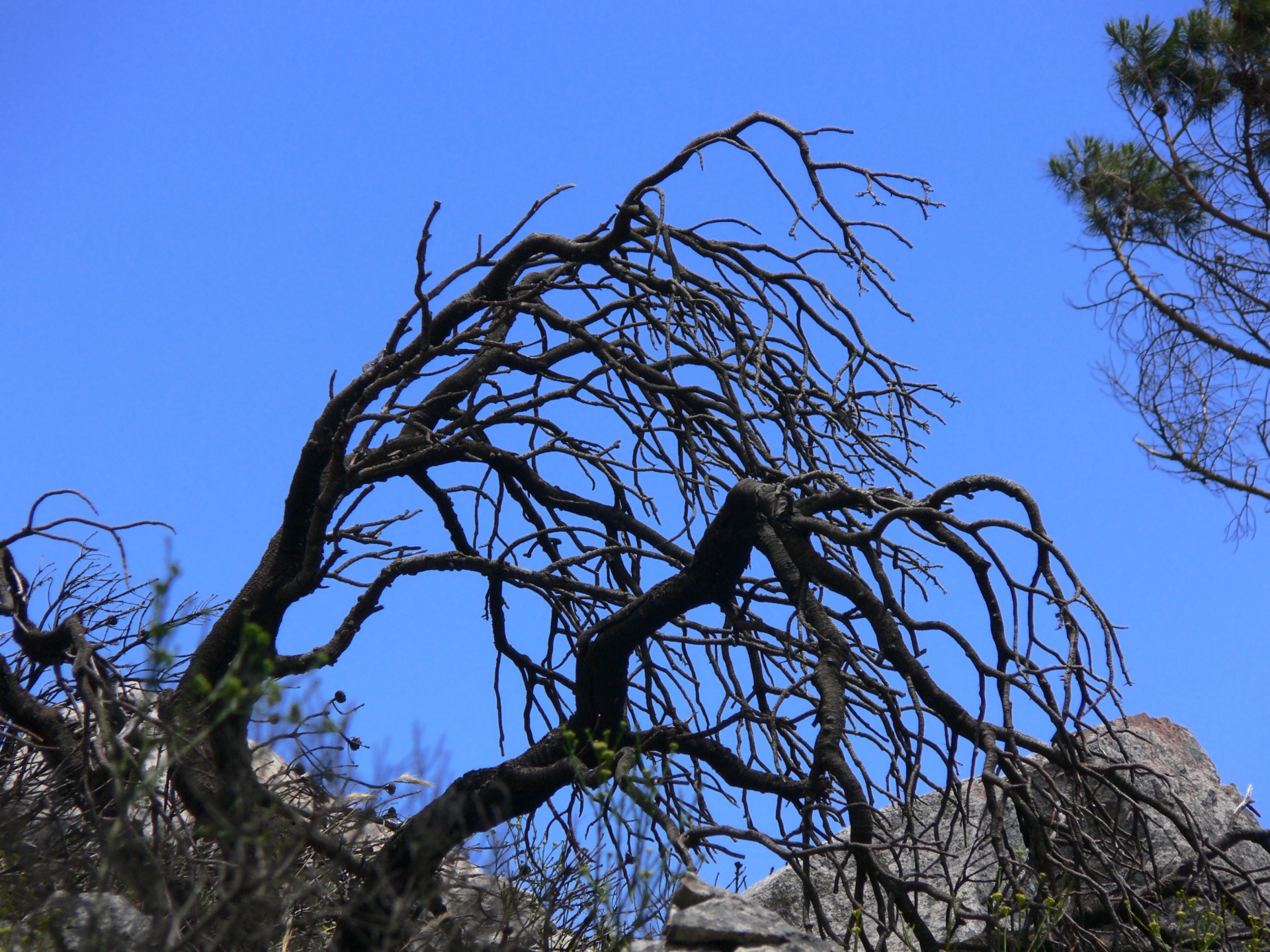 branches tree silhouette free photo