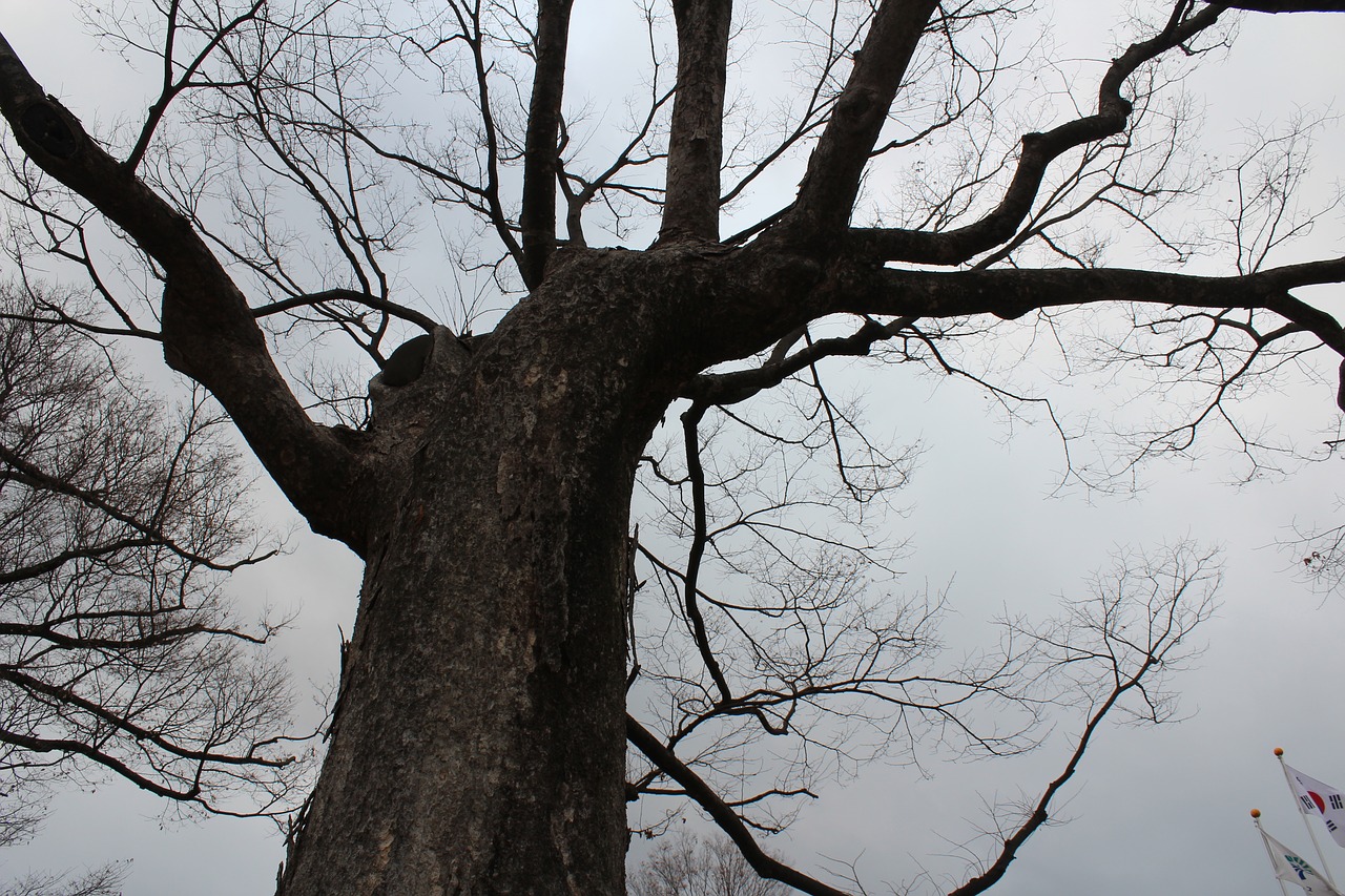 dead tree wood wood winter tree free photo