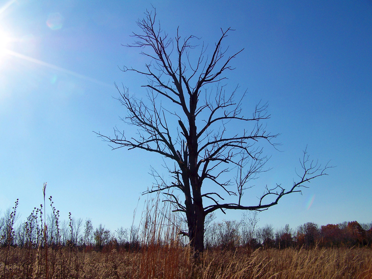 dead tree field free photo