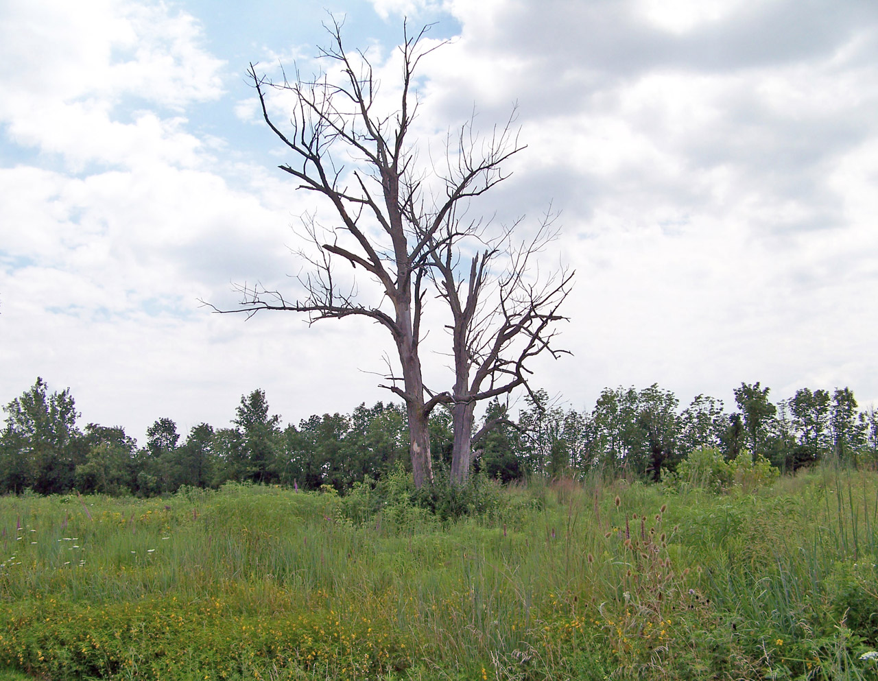 dead trees field free photo