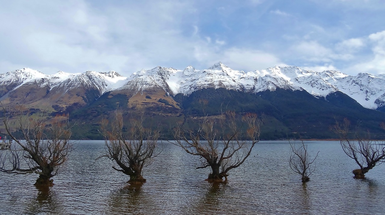 dead trees  spooky  nature free photo