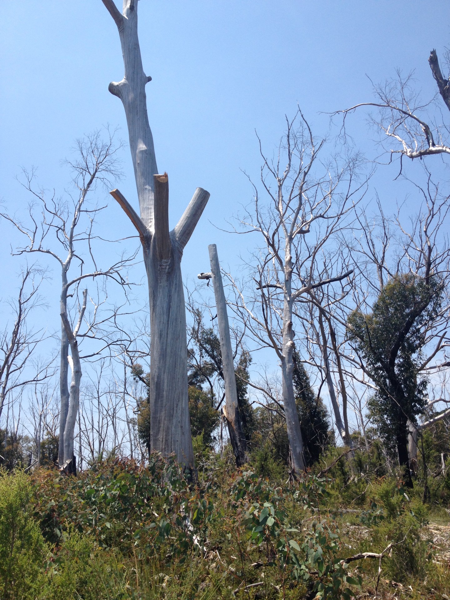 dead trees dead trees free photo