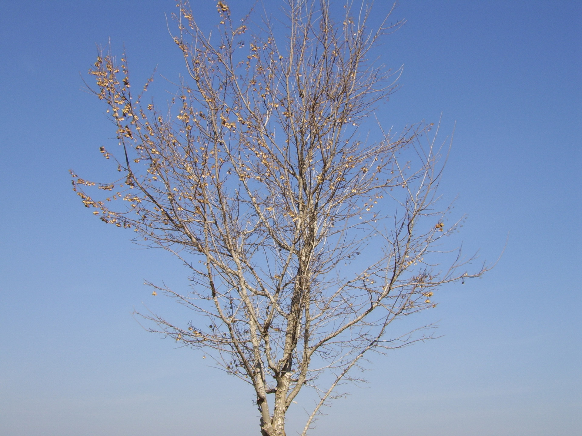 dead tree winter free photo