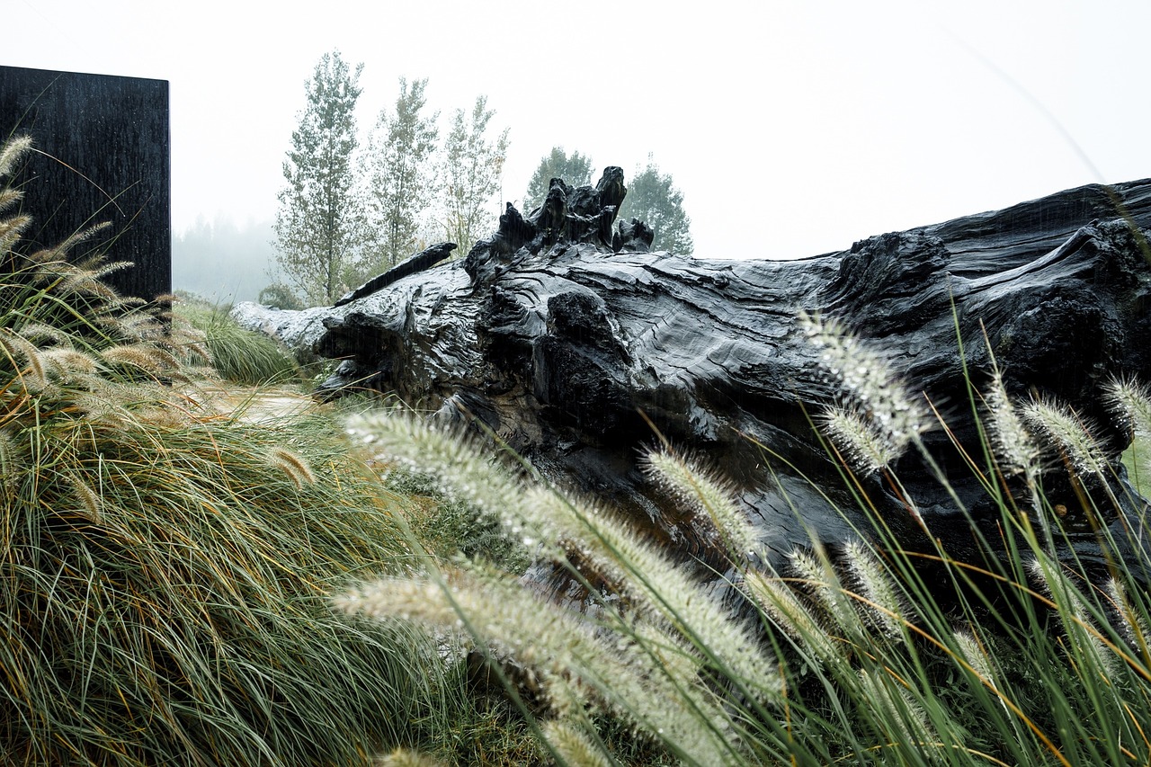 dead wood rain dark free photo