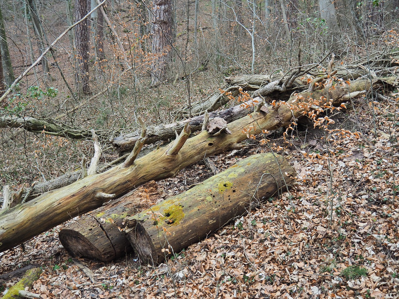dead wood wood morsch free photo