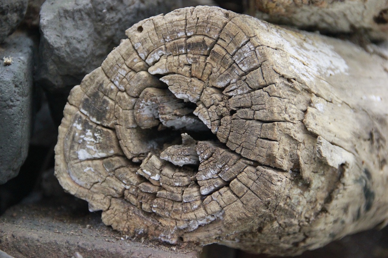 dead wood trunk ring free photo