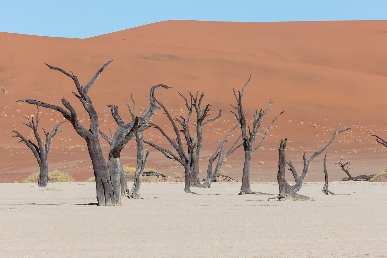 deadvlei desert tree free photo