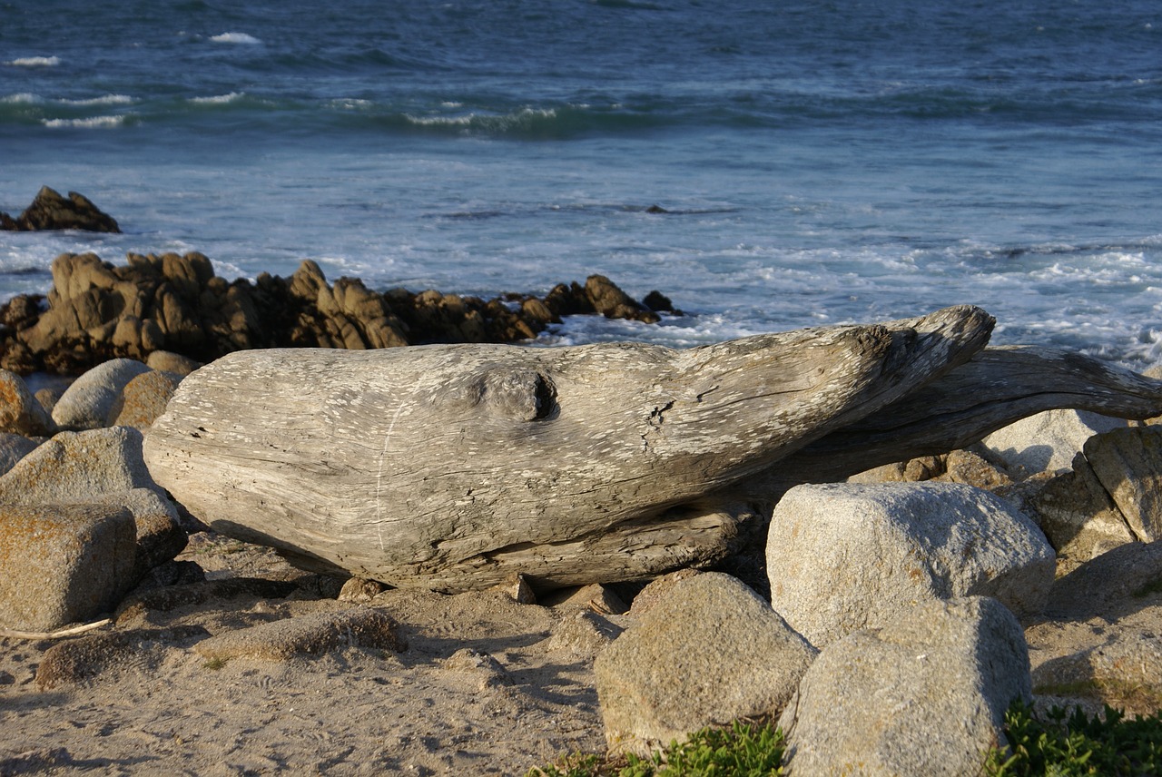 deadwood  shark  beach free photo