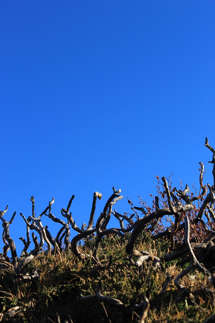deadwood dwarf tree blue sky free photo
