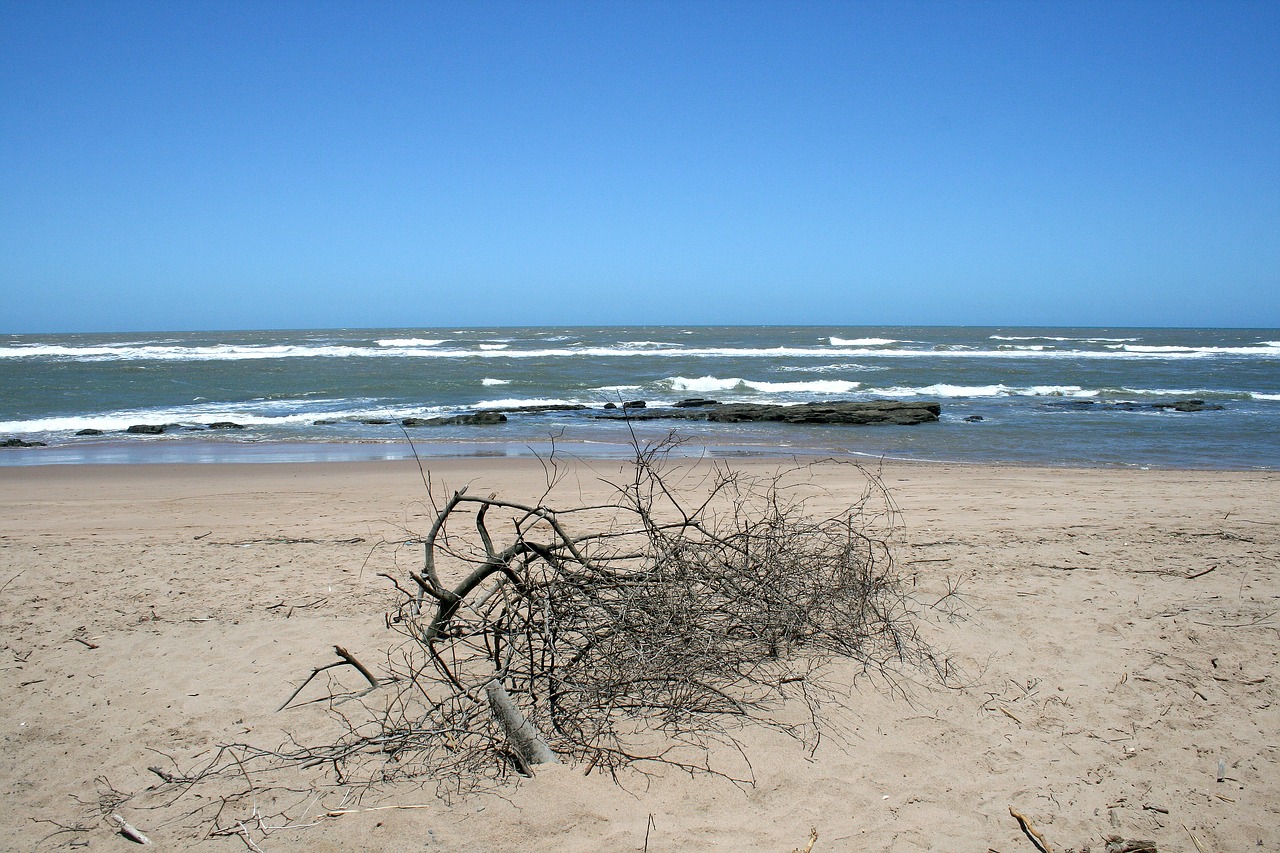 deadwood on beach sea ocean free photo