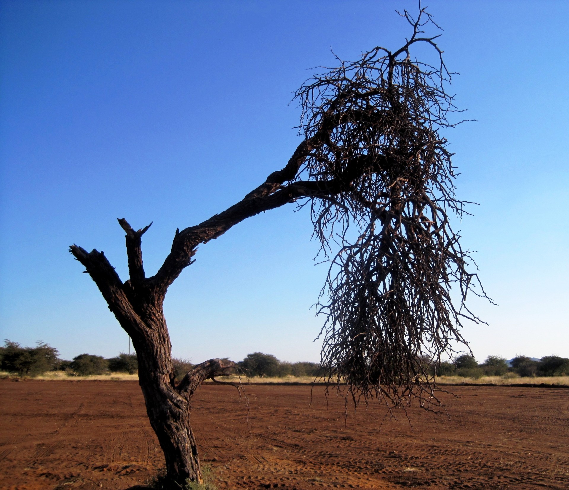 tree trunk branches free photo