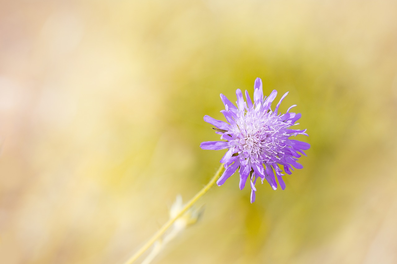 deaf-skabiose scabiosa columbaria caprifoliaceae free photo